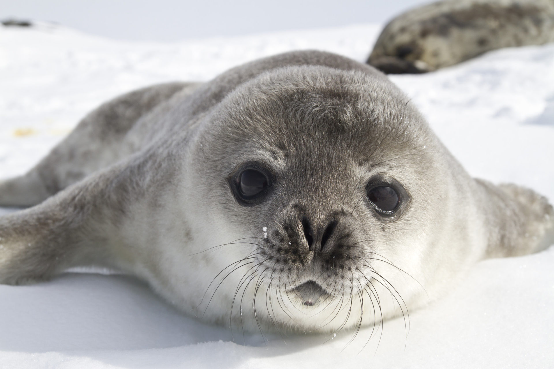Weddell Seal Pup - HD Wallpaper 