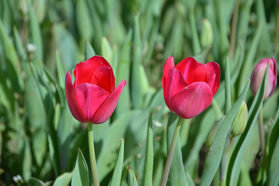 Pink Tulips, Nature, Plant, Flower, Summer, Live, Color, - Sprenger's Tulip - HD Wallpaper 