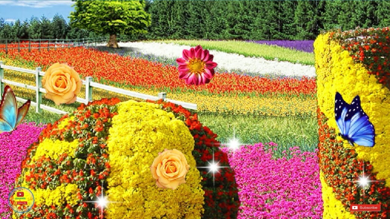 Common Zinnia - HD Wallpaper 