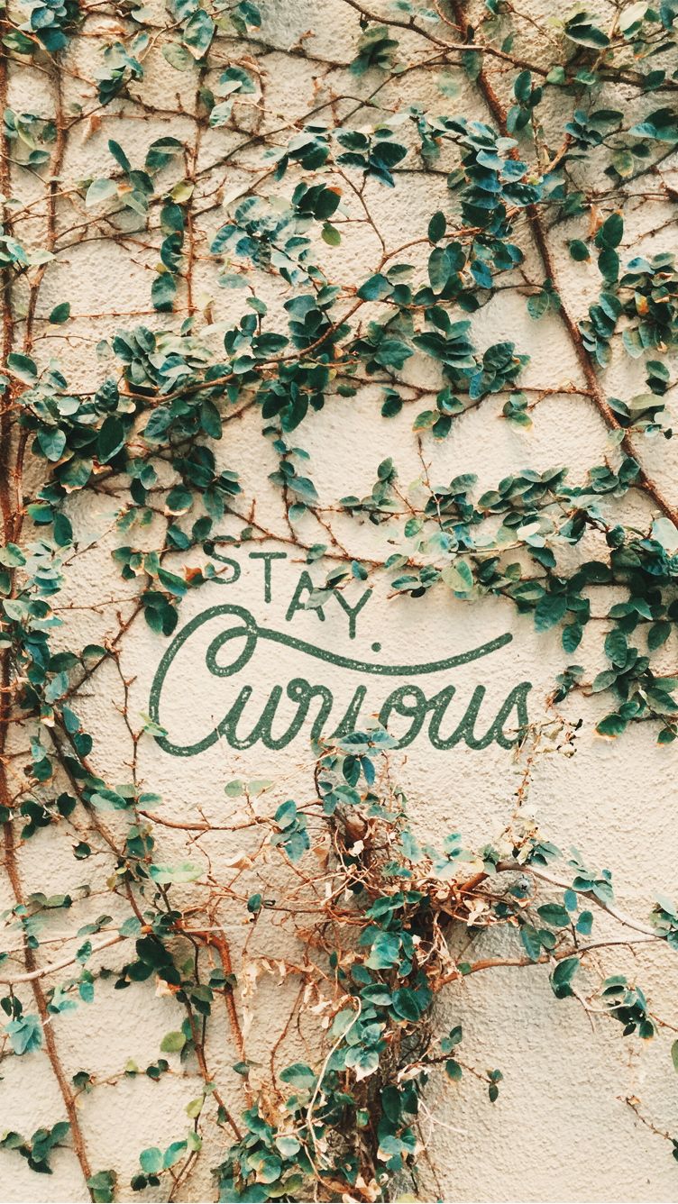 Stay Curious Iphone Background - HD Wallpaper 