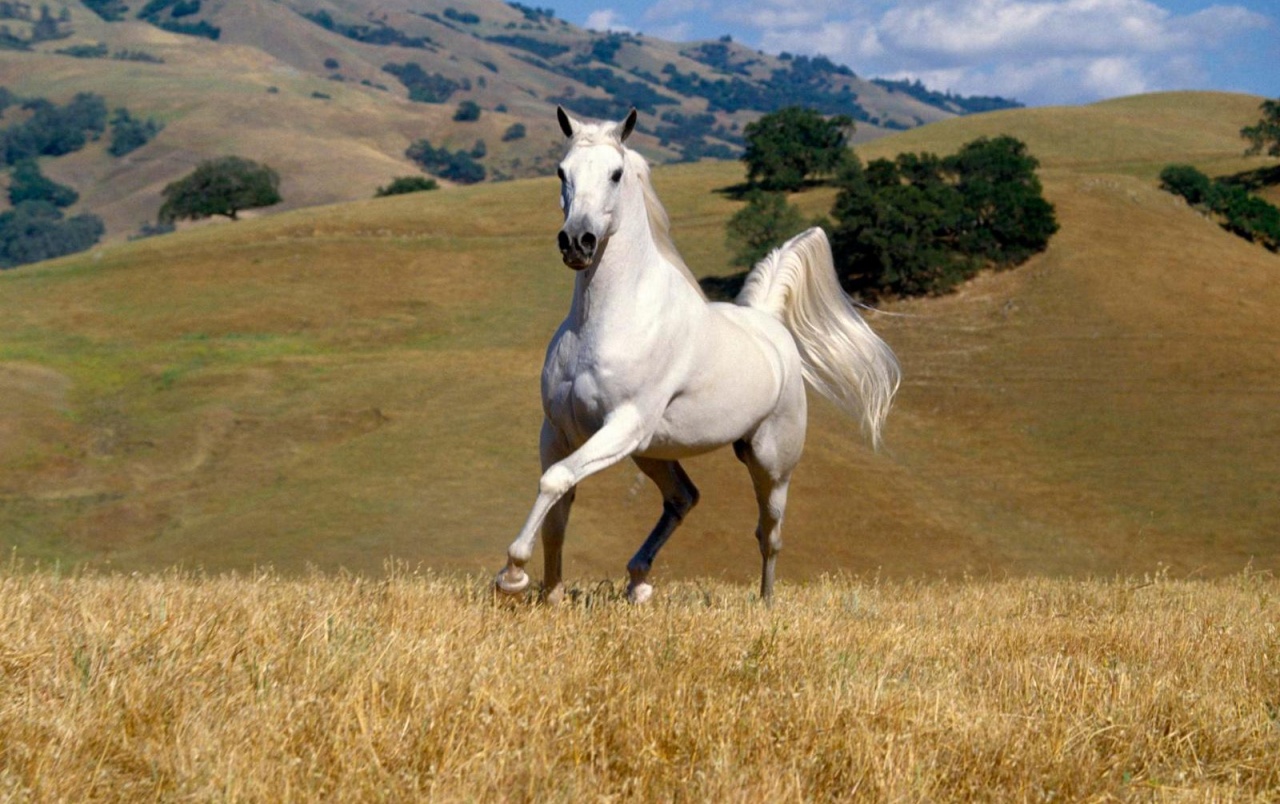 Beautiful White Horse Wallpapers Beautiful White Horse - White Horse - HD Wallpaper 