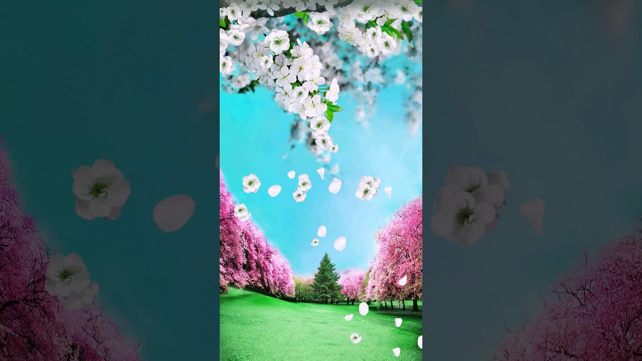 [samsung Themes-animated Wallpaper] Spring Live Wallpaper - Cherry Blossom - HD Wallpaper 