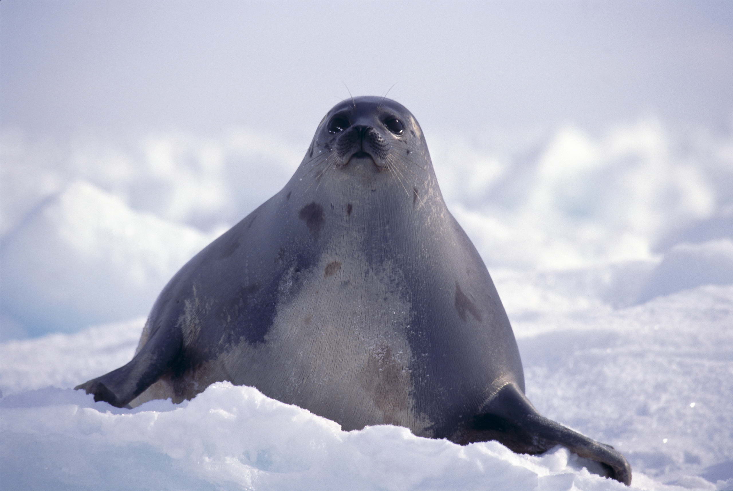 Seal Animal - HD Wallpaper 