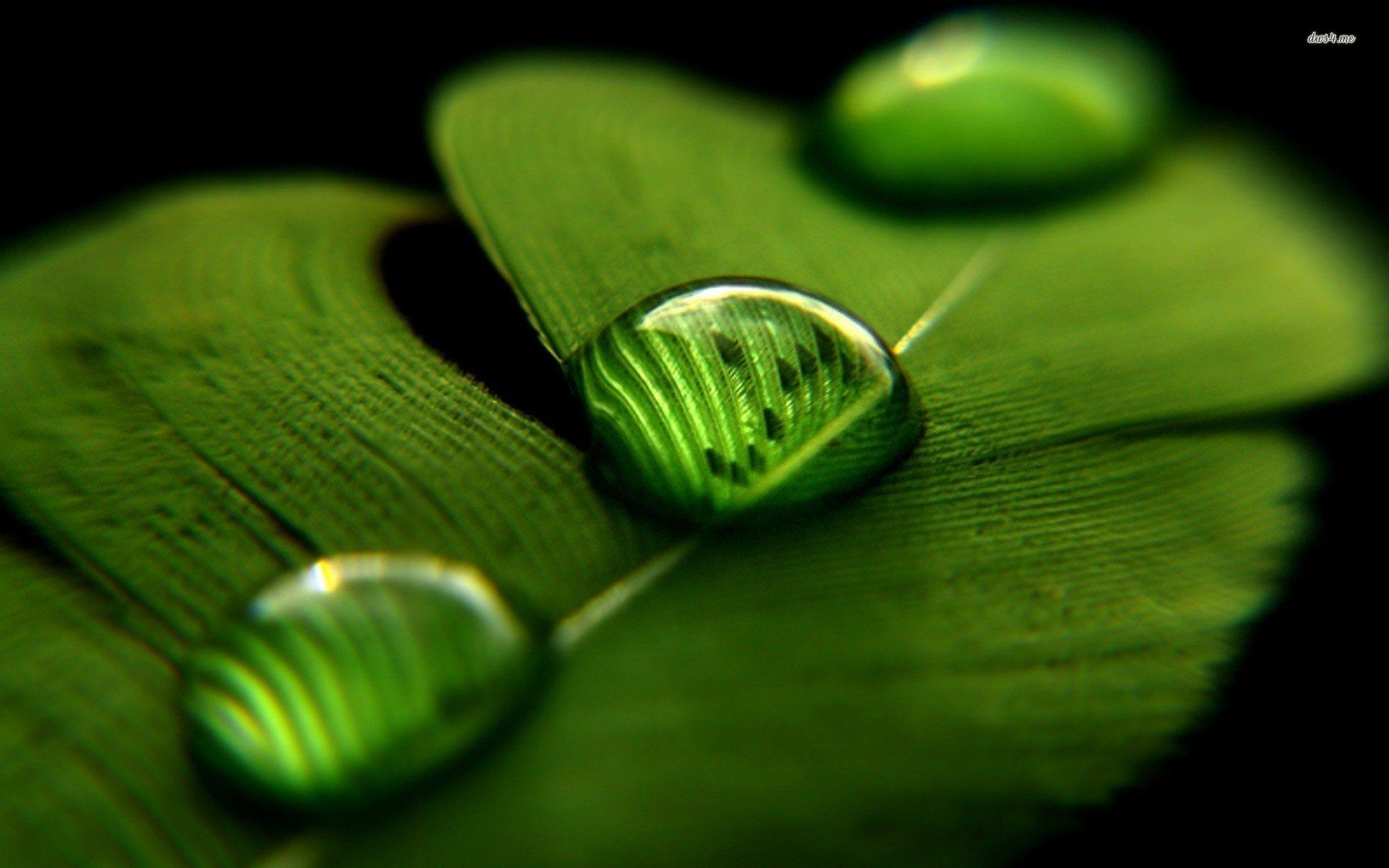 Water Drop On Leaf Hd - HD Wallpaper 