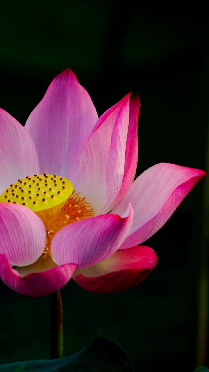 Pink Lotus Flower - HD Wallpaper 