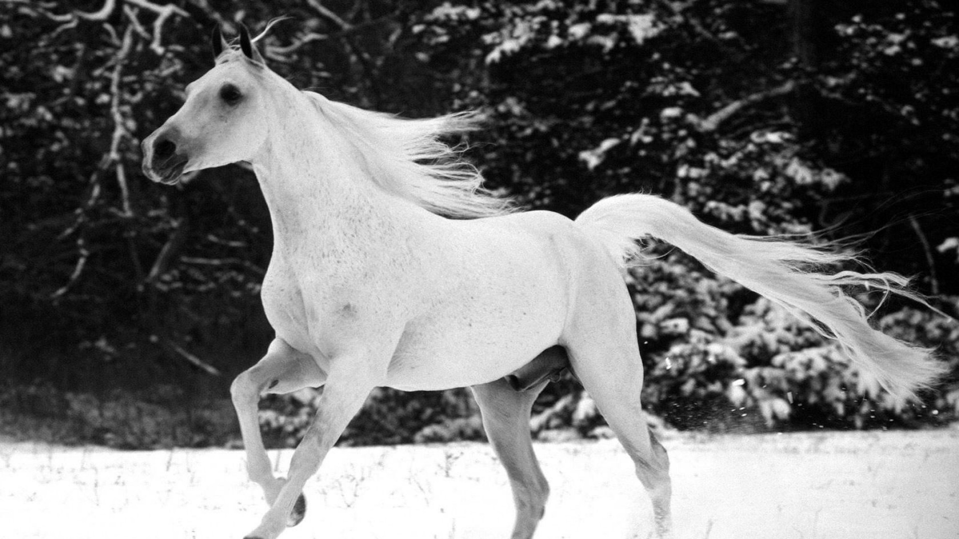 White Horse Full Hd Wallpaper - Hd Wallpapers Of White Horse - HD Wallpaper 