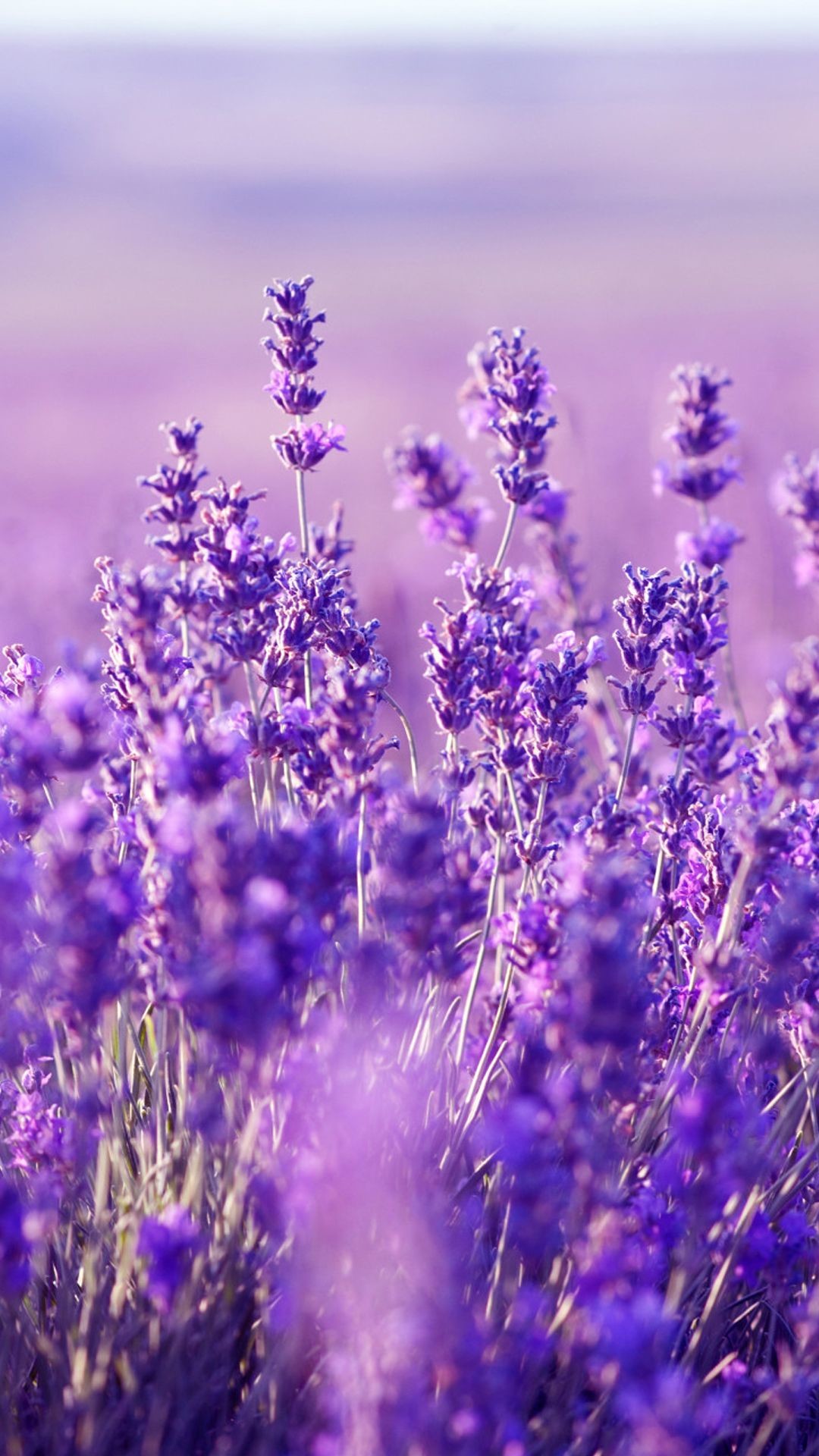 1080x1920, Beautiful Lavender Wallpaper - Lavender Background - HD Wallpaper 