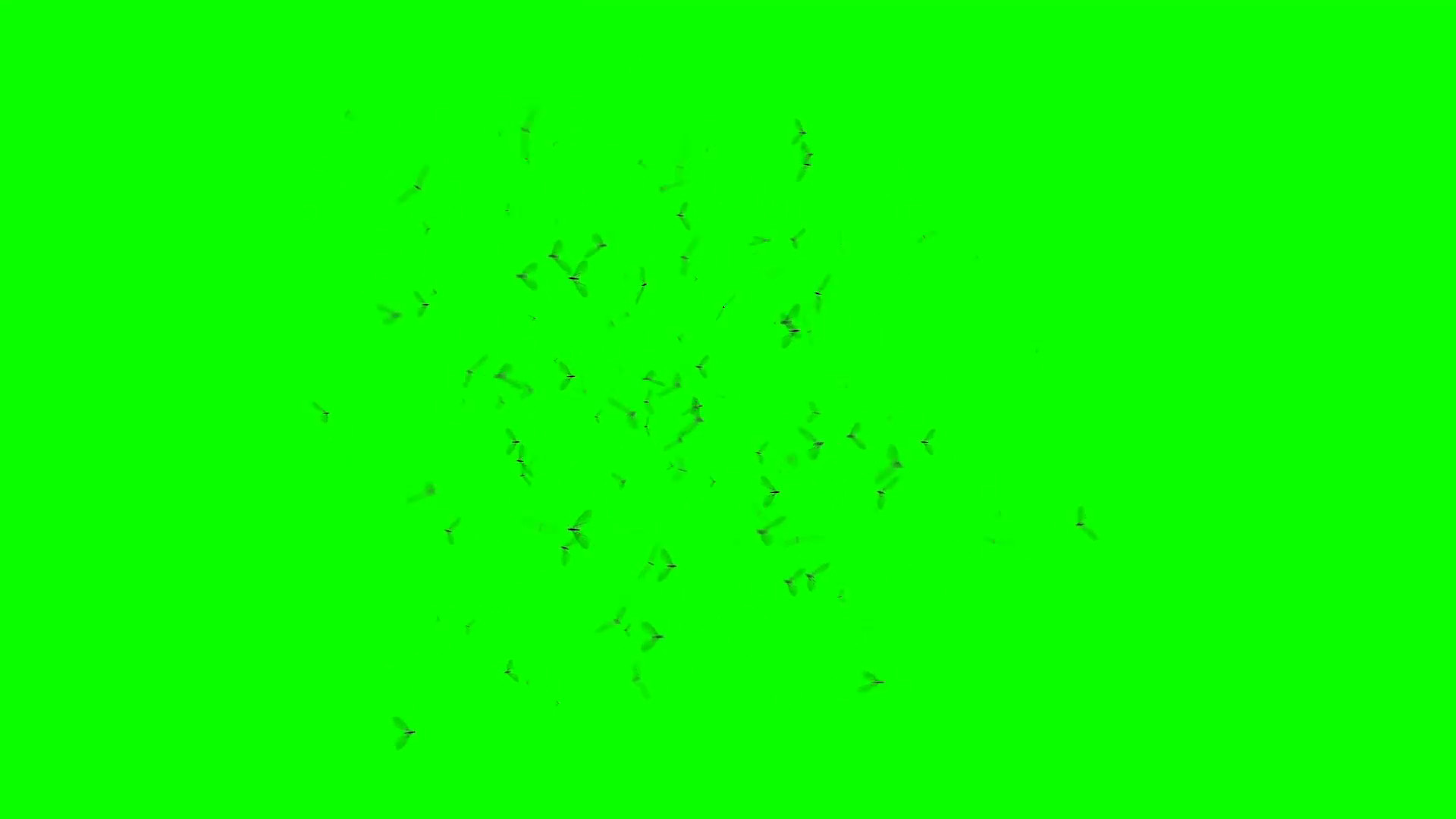 1920x1080, Swarm Of Flying Insects With Camera Movement - Green Background For Editing - HD Wallpaper 