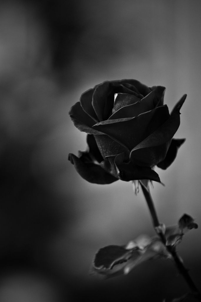 Black Rose Photo - Black Rose Wallpaper Hd Iphone - HD Wallpaper 