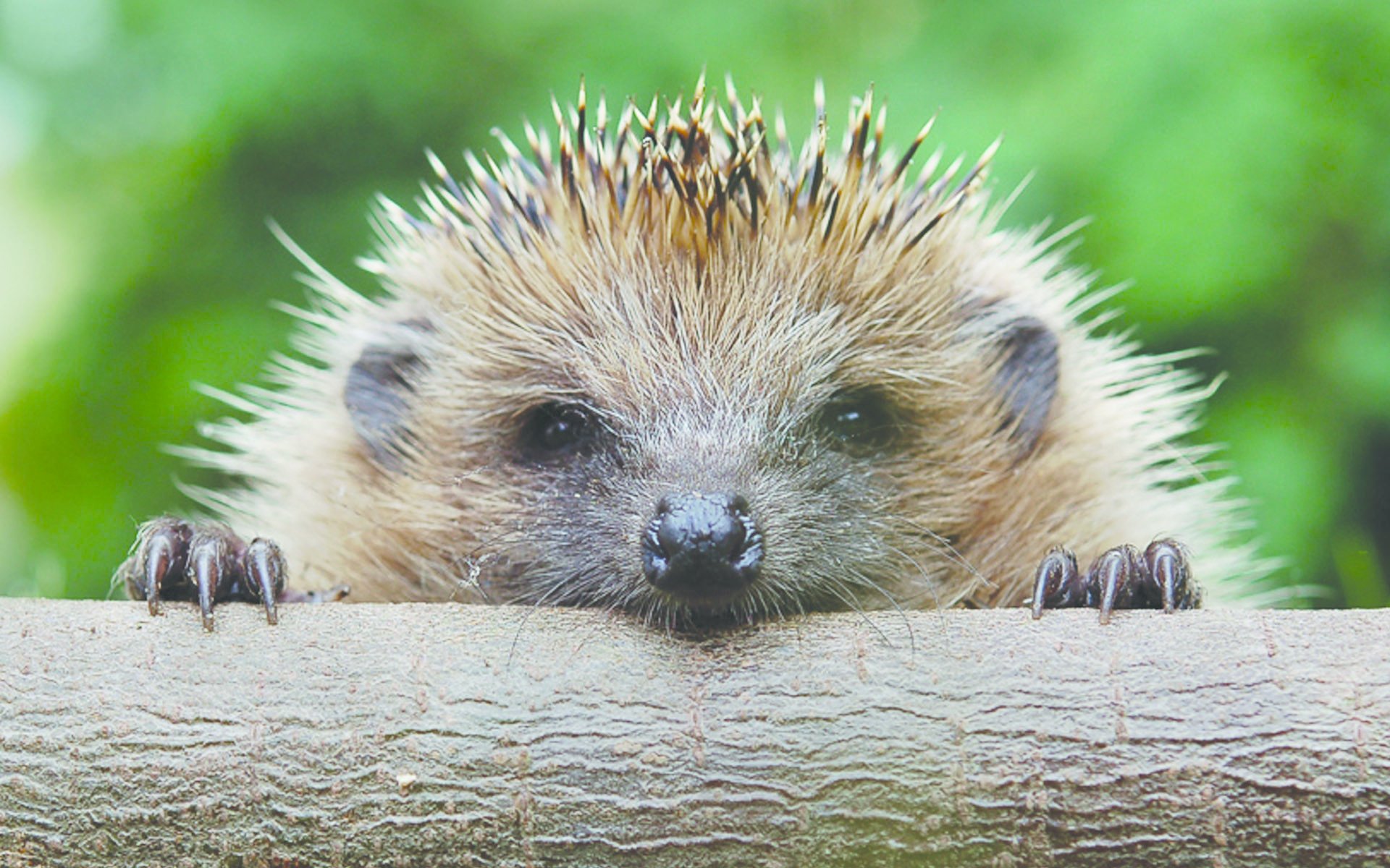 Hedgehog G - HD Wallpaper 