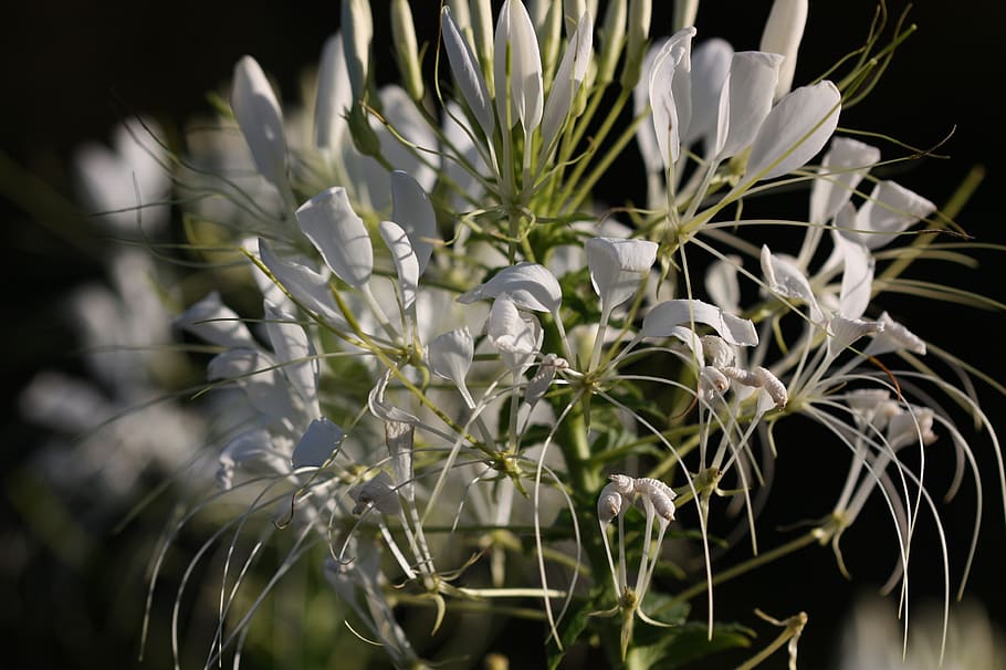 Flower, Summer, Nature, Blossom, Bloom, Garden, Season, - Crinum - HD Wallpaper 