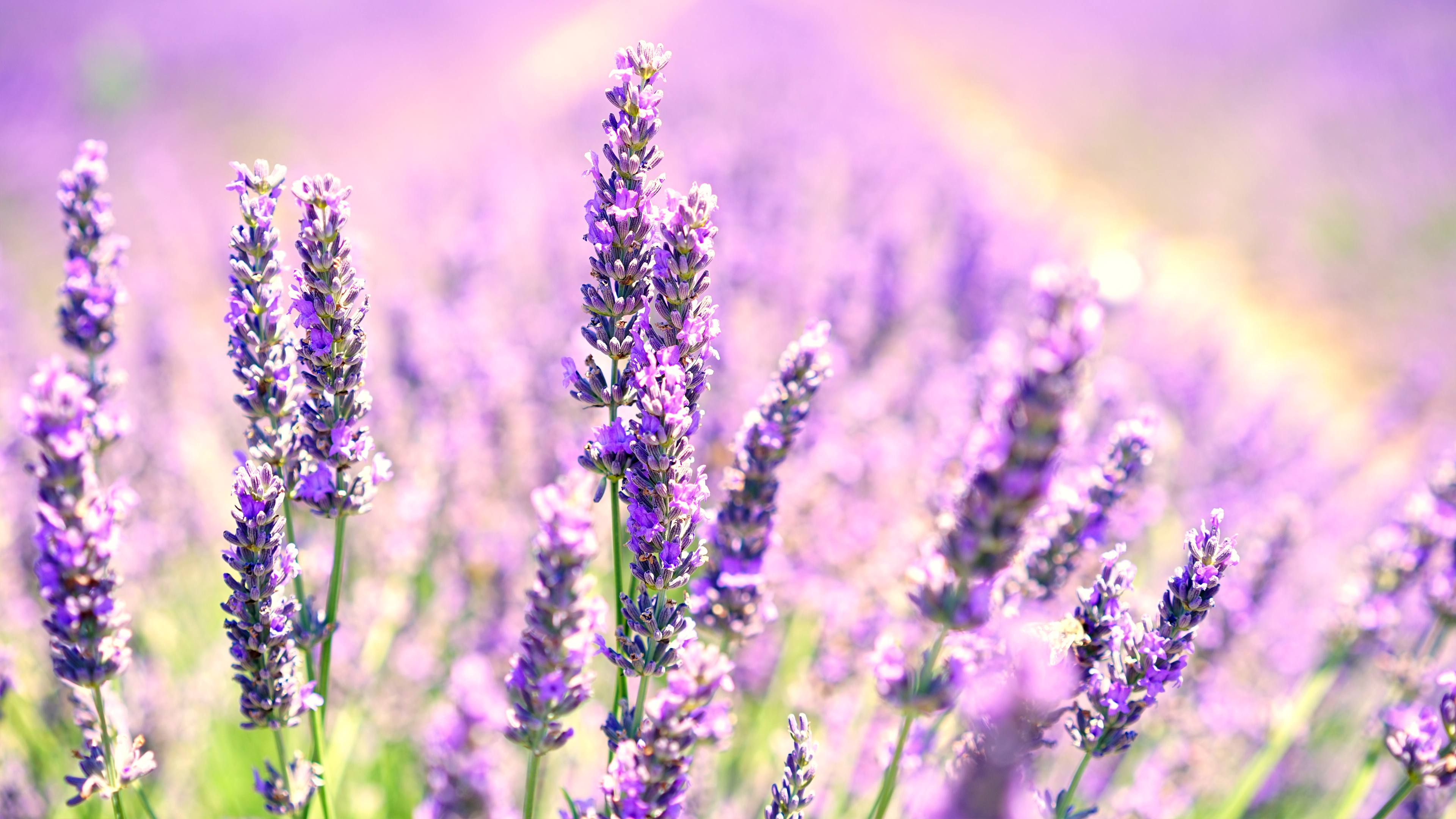 Lavender Background - HD Wallpaper 