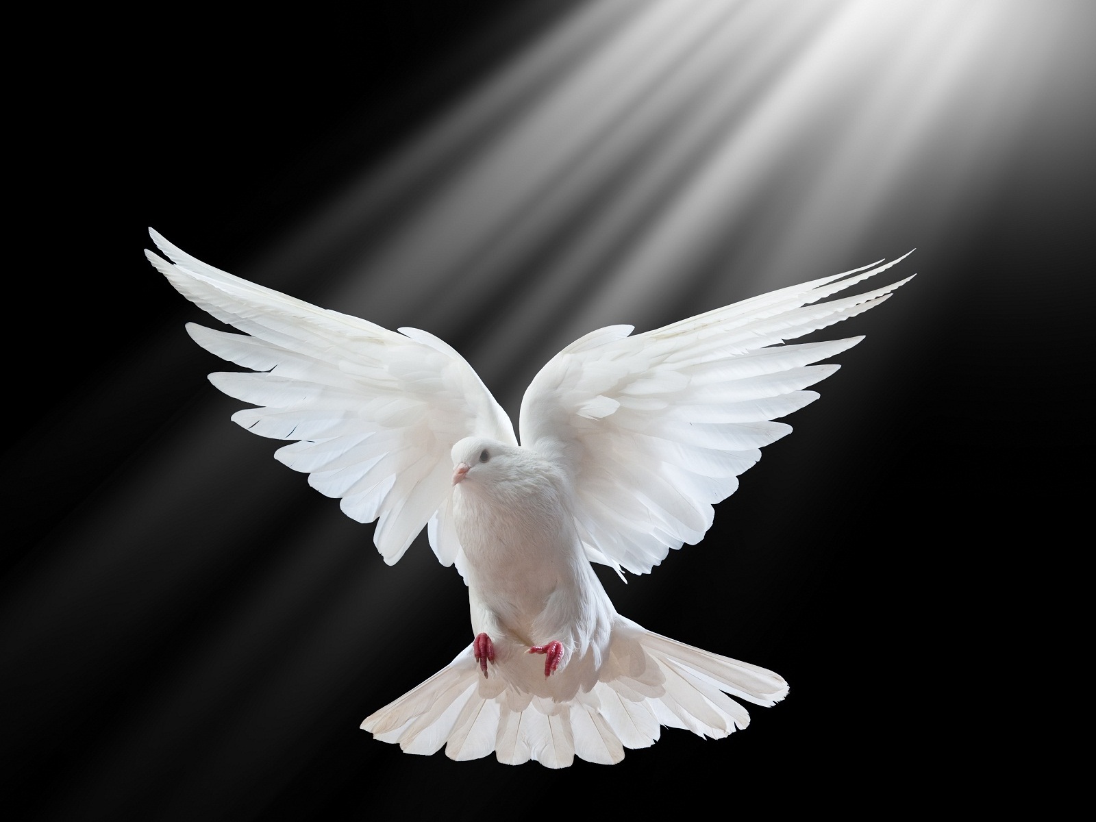 Pigeon Desktop Wallpapers This Wallpaper - Holy Spirit White Dove - 1600x1200 Wallpaper Pigeon Desktop Wallpapers This Wallpaper - Holy Spirit White Dove - 1600x1200 Wallpaper