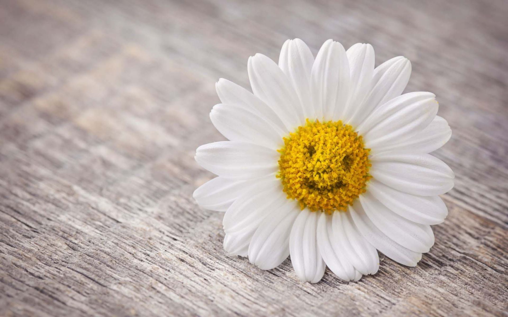 Mood Flower Daisy Smile Wallpaper Wallpaper - Hope You Always Find A Reason - HD Wallpaper 