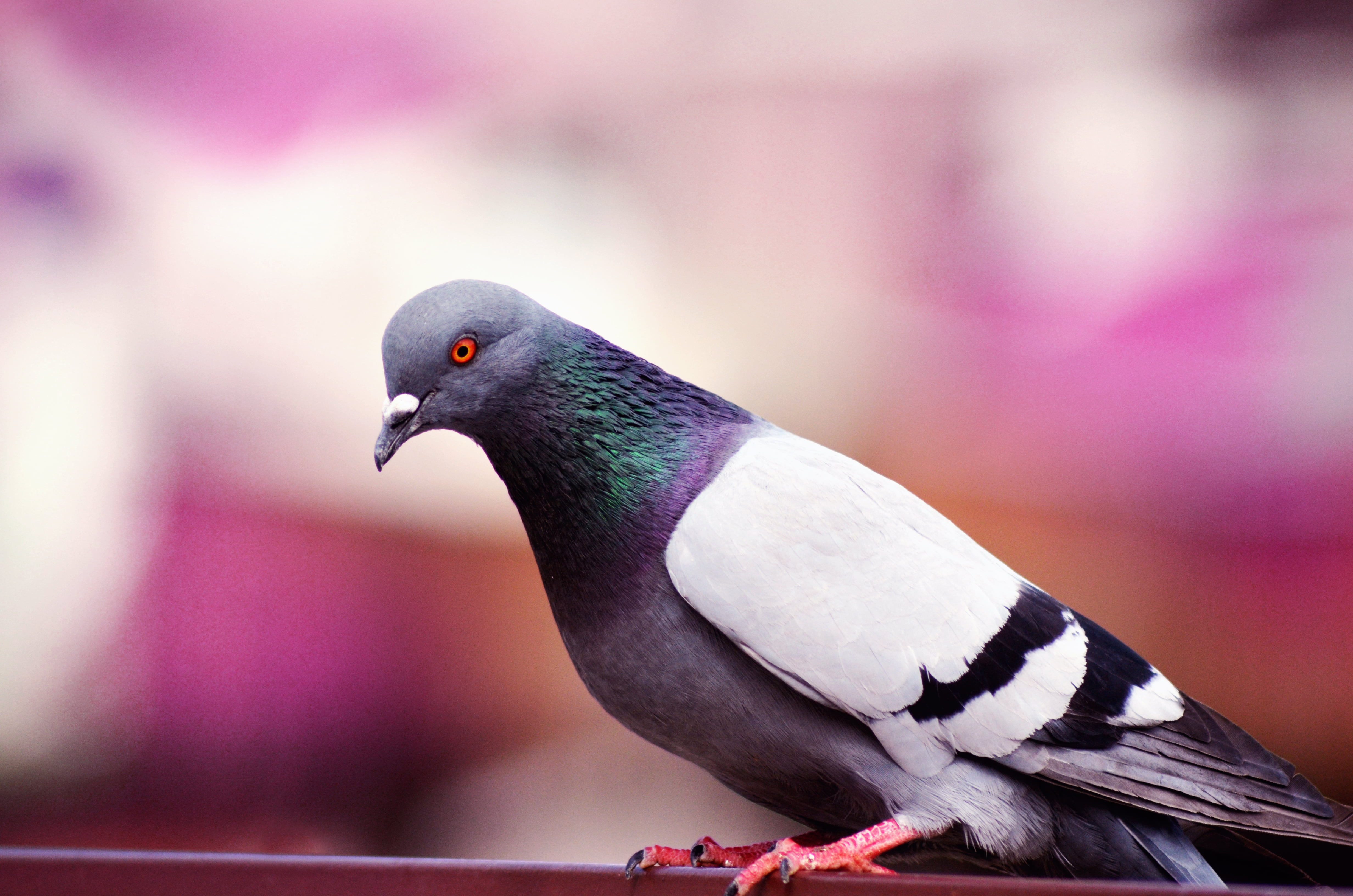 Pigeon Hd - HD Wallpaper 