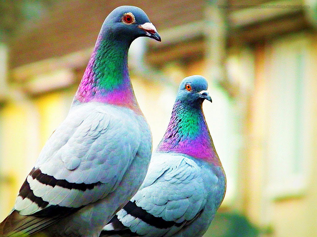 Pigeons - Pigeon Wallpaper Hd Download - HD Wallpaper 