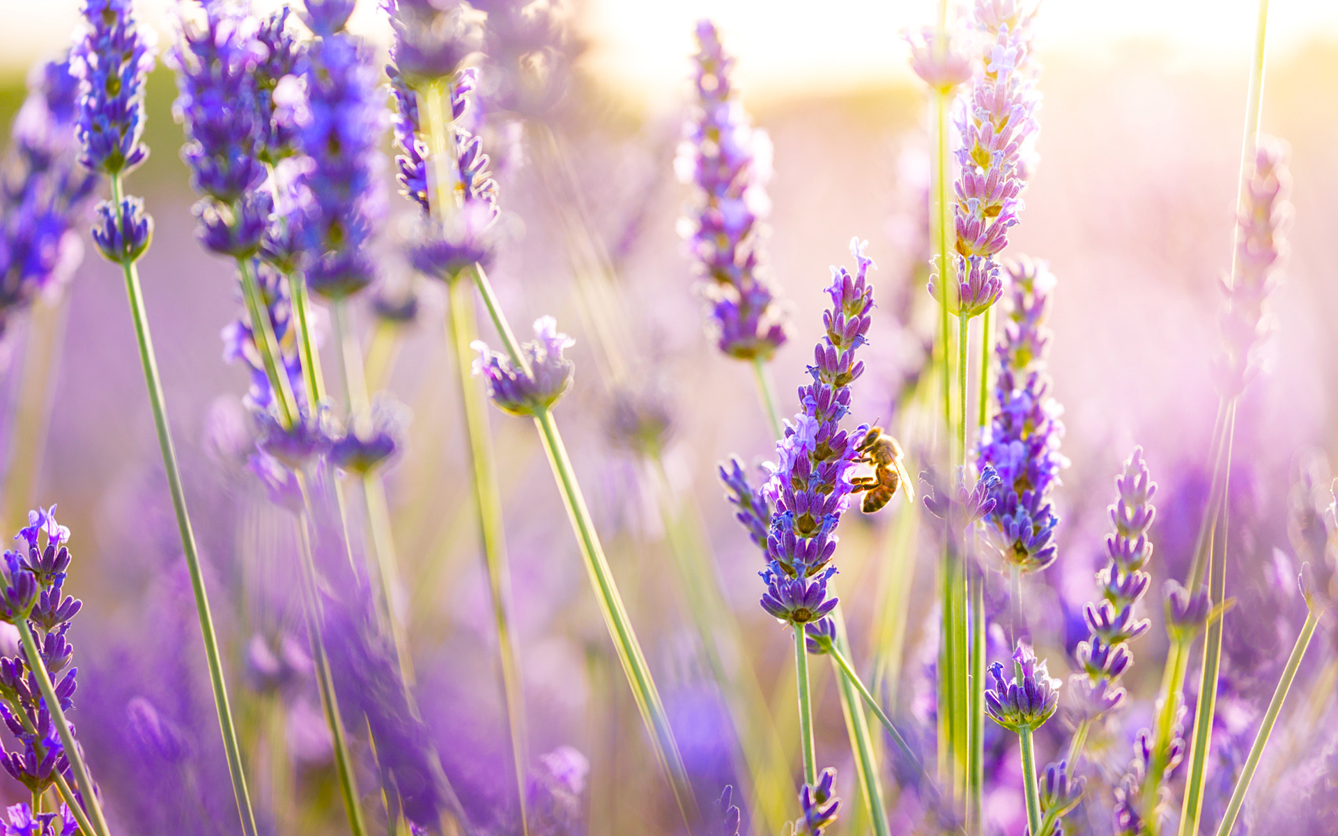1920x1200, Lavender Flowers 
 Data Id 154932 
 Data - Lavender Background - HD Wallpaper 