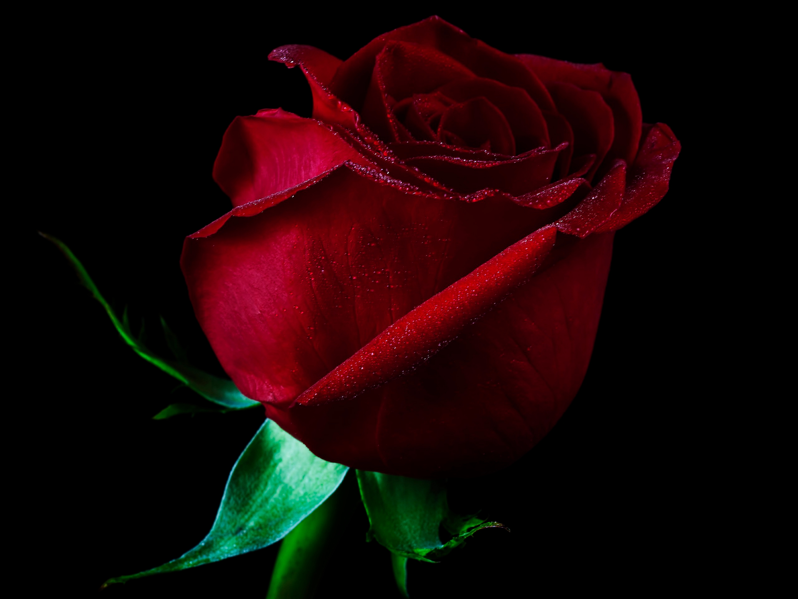 Red Rose Pic Hd - HD Wallpaper 