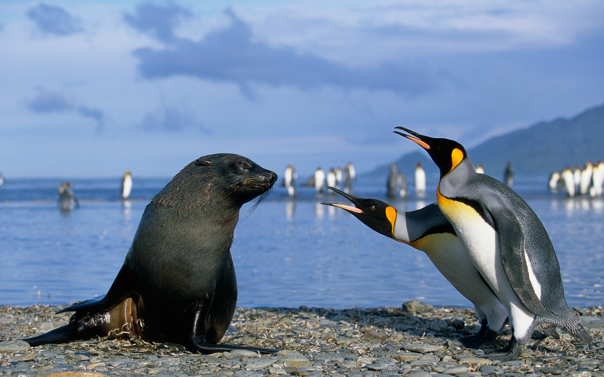 Penguin And Seal Friends - HD Wallpaper 