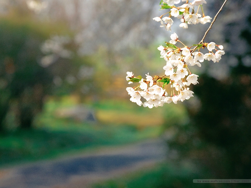 Flowers In Warm Spring - تصویر فوق العاده زیبای بهاری - HD Wallpaper 