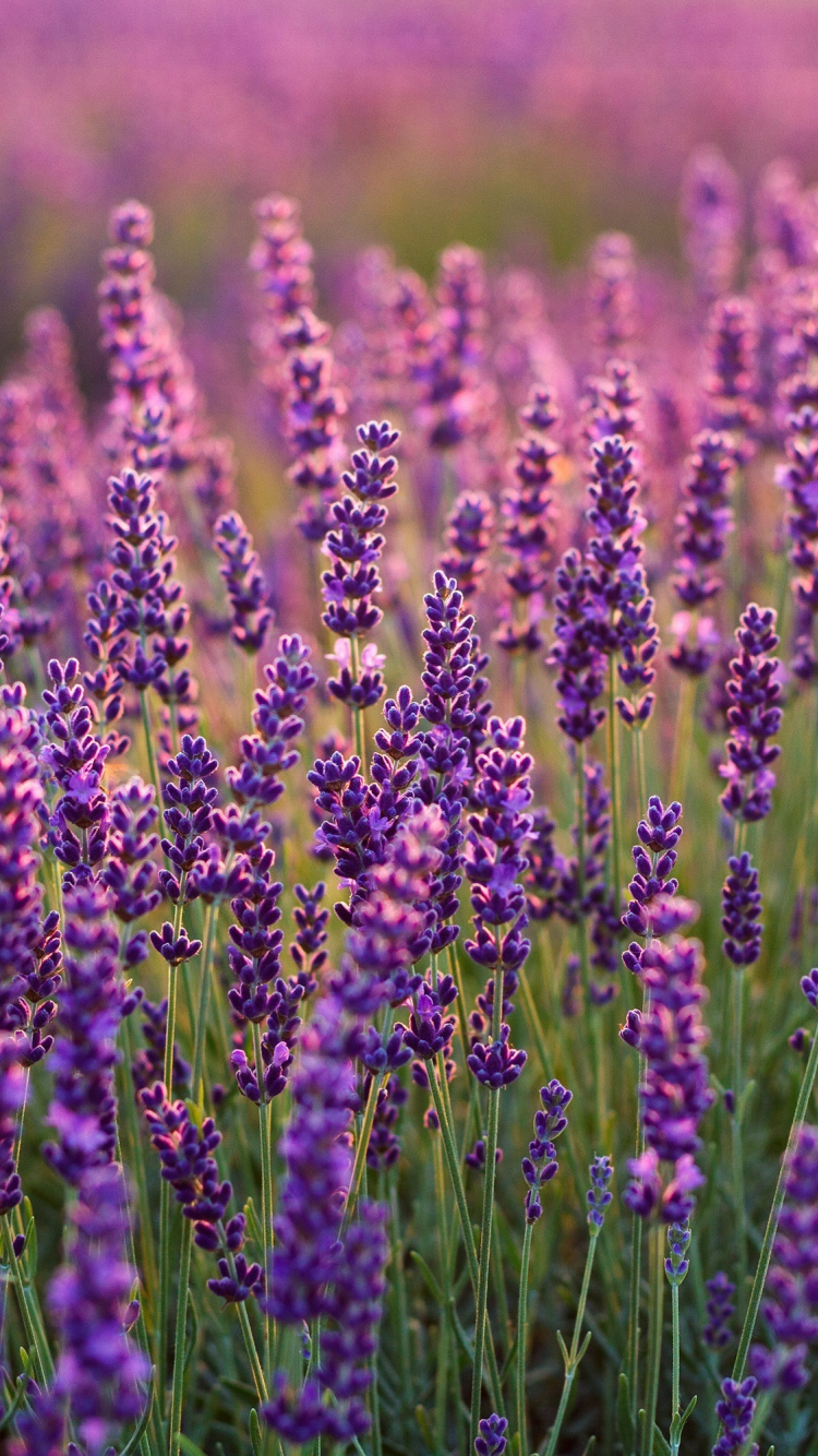 Lavenders, Lavender Farm, Plants, Wallpaper - High Resolution Lavender  Fields - 750x1334 Wallpaper 