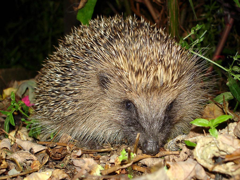 Free Hedgehog Wallpaper Wallpapers Download - Hedgehogs In The Garden - HD Wallpaper 