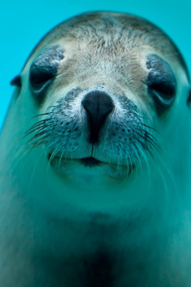 Seal Wallpaper Phone - HD Wallpaper 