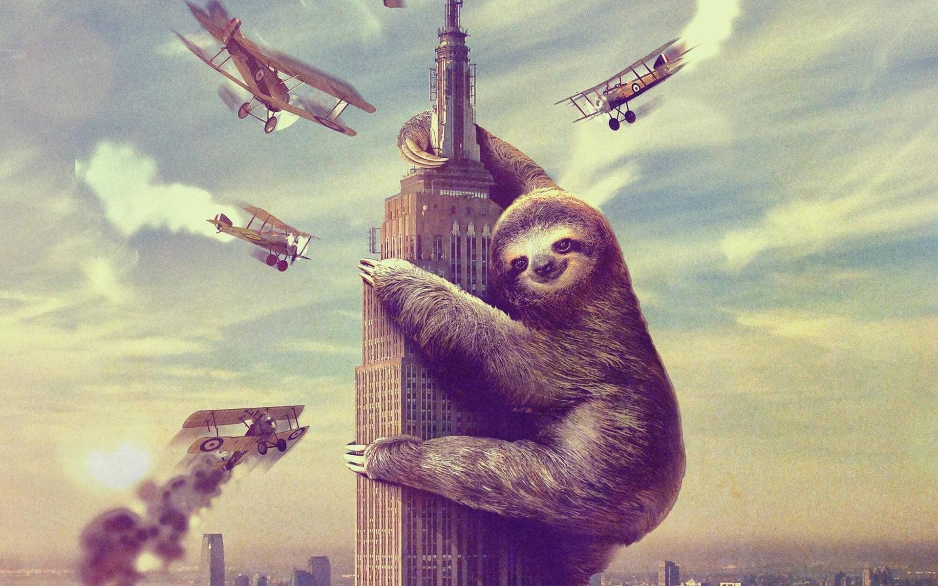 Sloth Hd Pictures Sloth Full Hd Wallpapers 
 Data Src - Sloth Empire State Building - HD Wallpaper 
