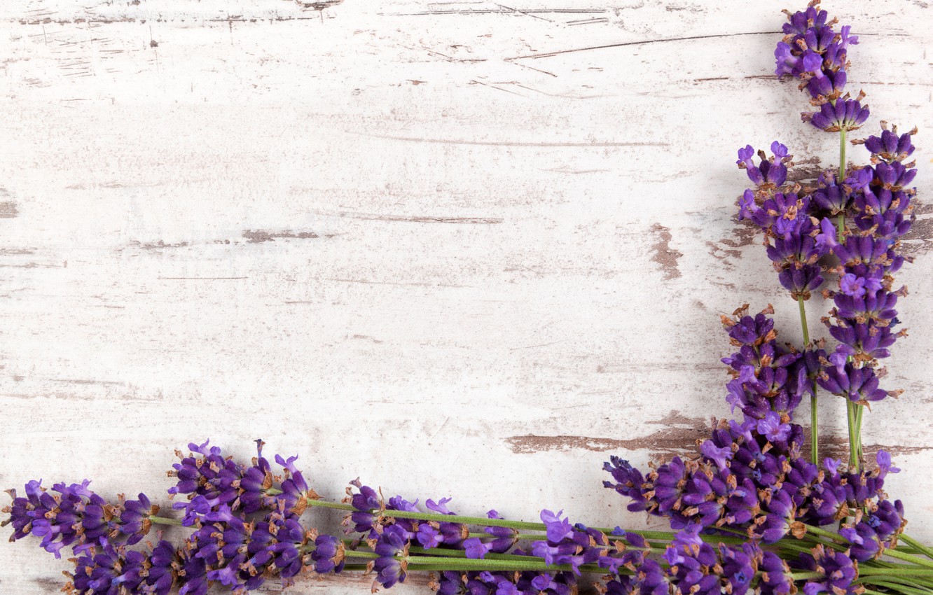 Photo Wallpaper Branches, Wood, Flowers, Lavender, - Lavender Background - HD Wallpaper 