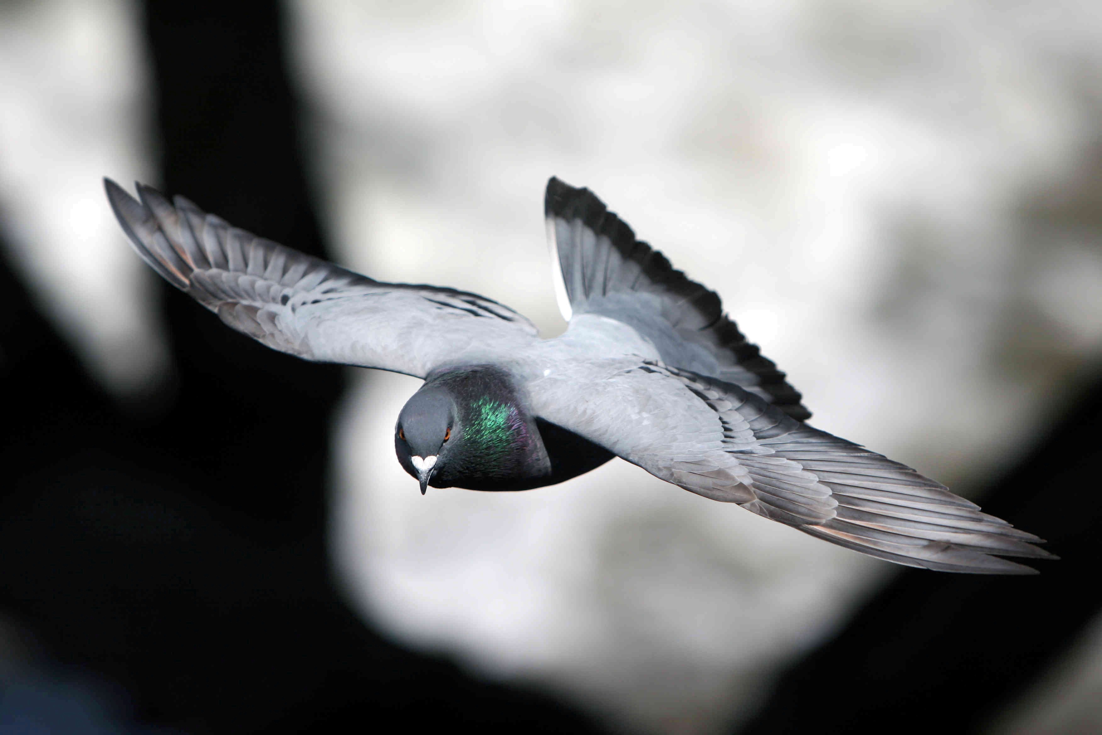 Flying Homing Pigeon Wallpaper - Racing Pigeon Wallpaper Hd - HD Wallpaper 