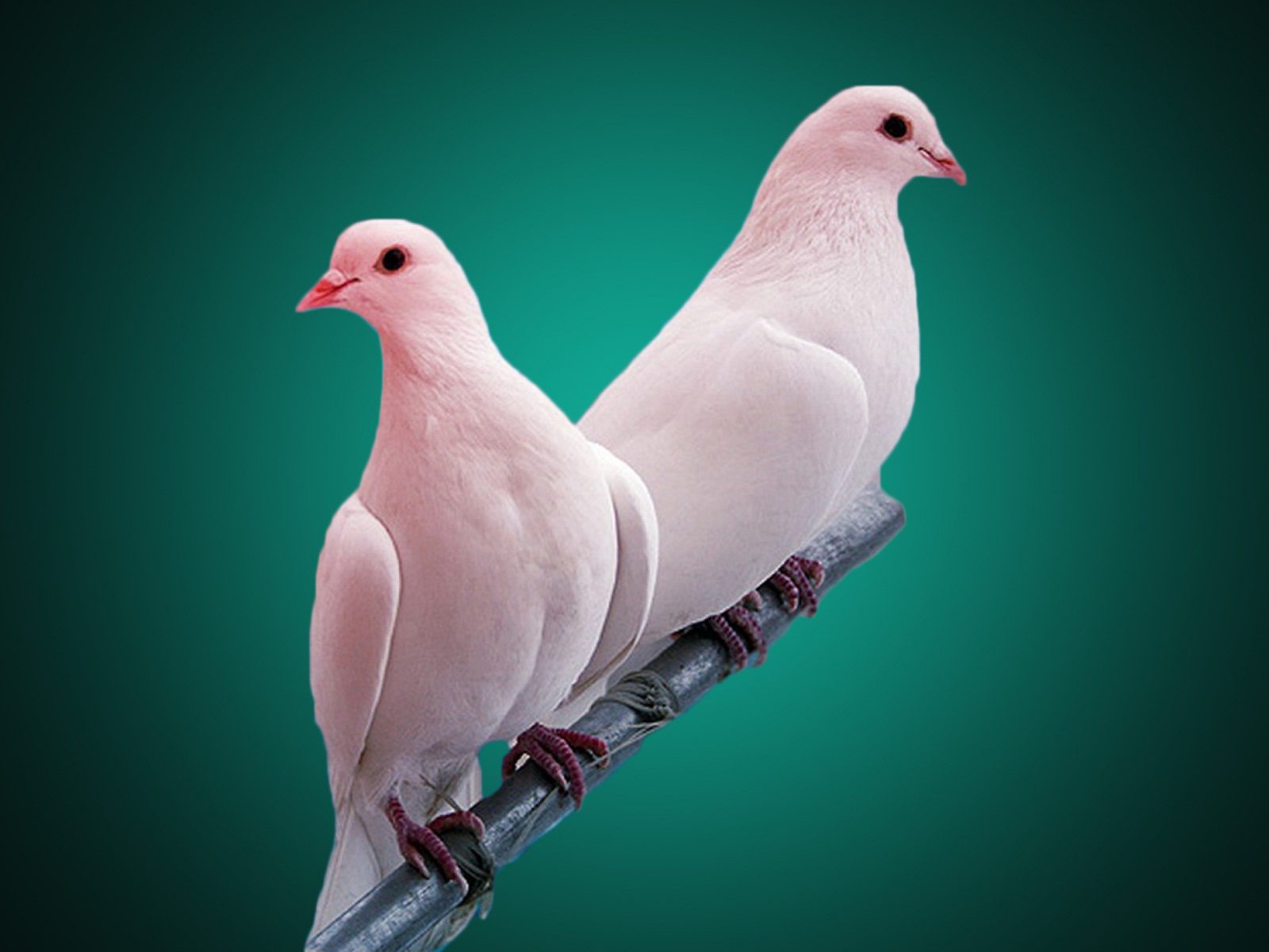 Pigeon - Flower Nature Good Night - 1600x1200 Wallpaper Pigeon - Flower Nature Good Night - 1600x1200 Wallpaper