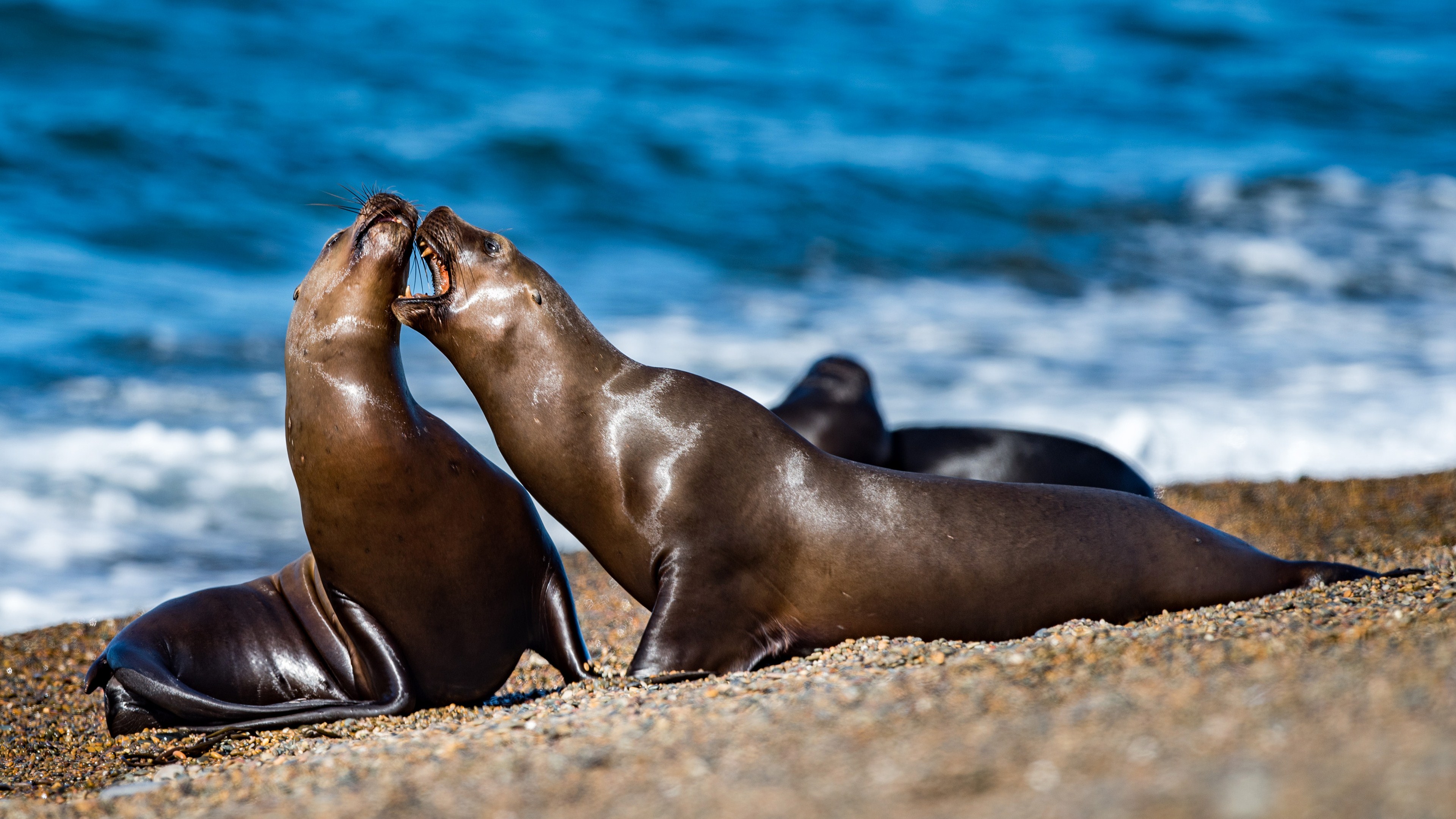 Seal Best 4k Wallpaper - Seal 4k - HD Wallpaper 