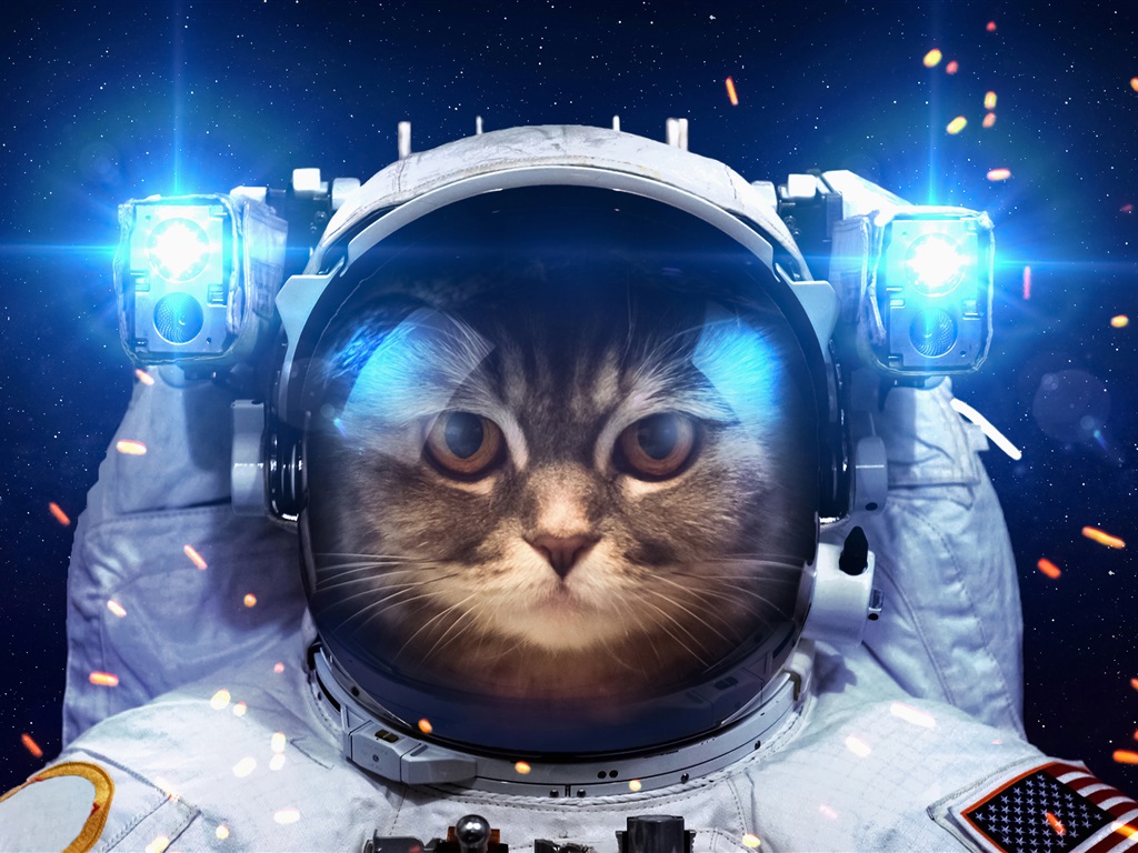 Cat In Outer Space - HD Wallpaper 