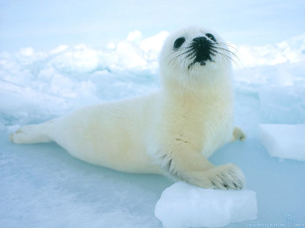 Seal Pup - Baby Snow Sea Lion - HD Wallpaper 