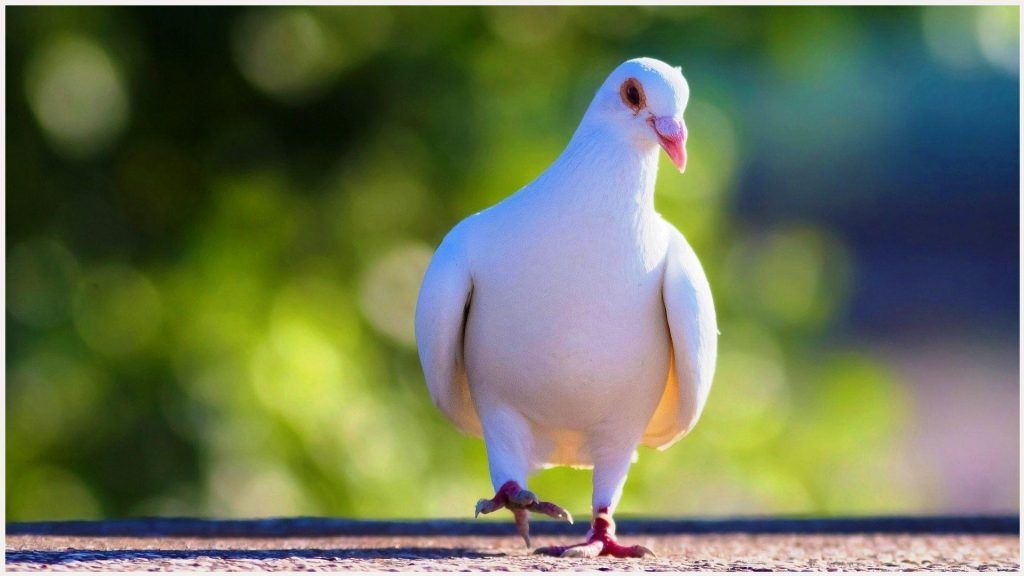 White Pigeon Wallpaper Desktop 1024x576 Wallpaper Teahub Io