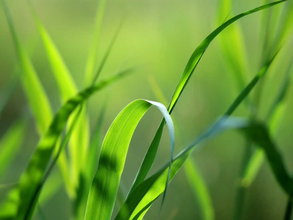 Green Grass - HD Wallpaper 