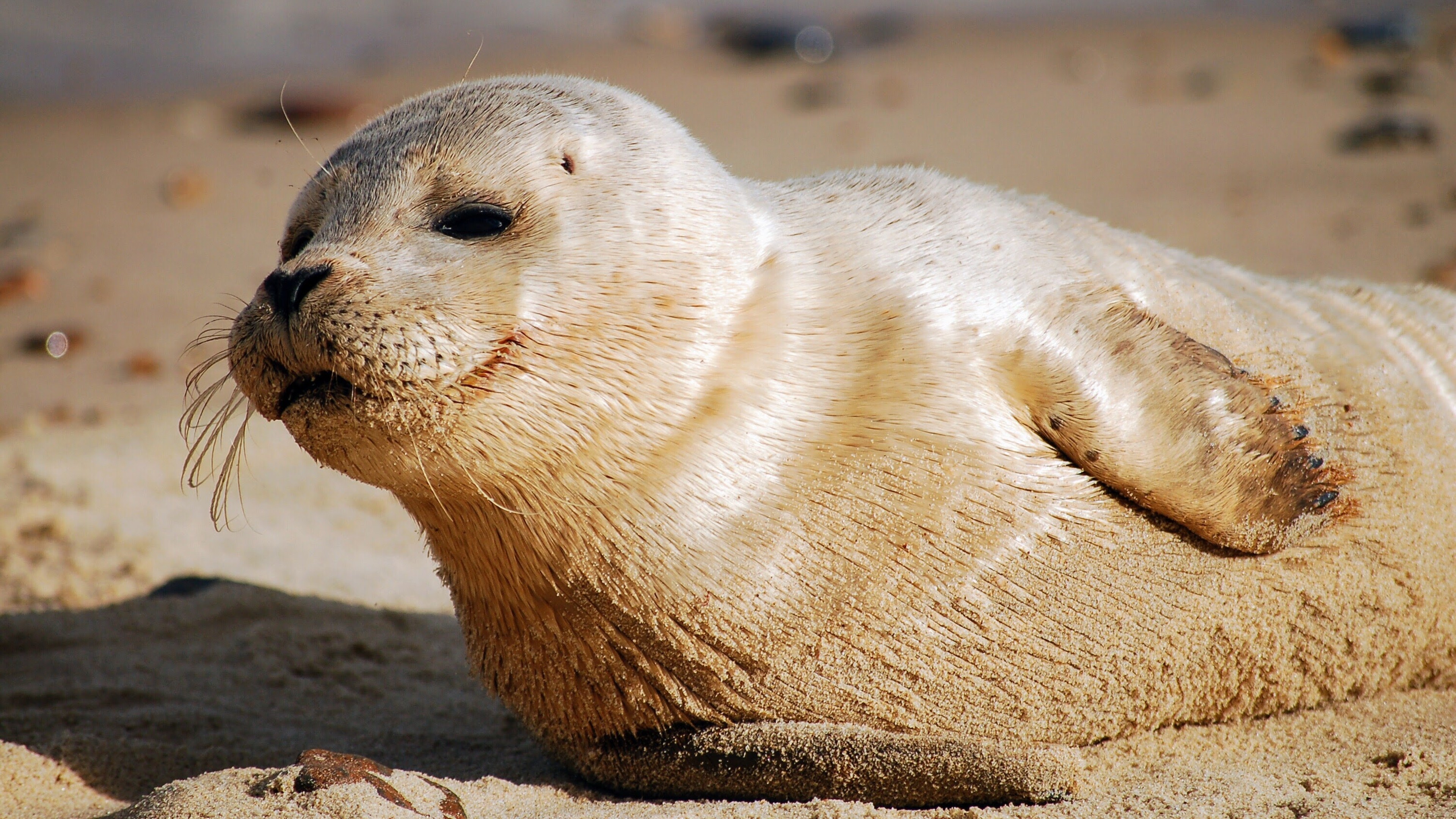Seal Desktop 4k Wallpaper - Seal Animal - HD Wallpaper 