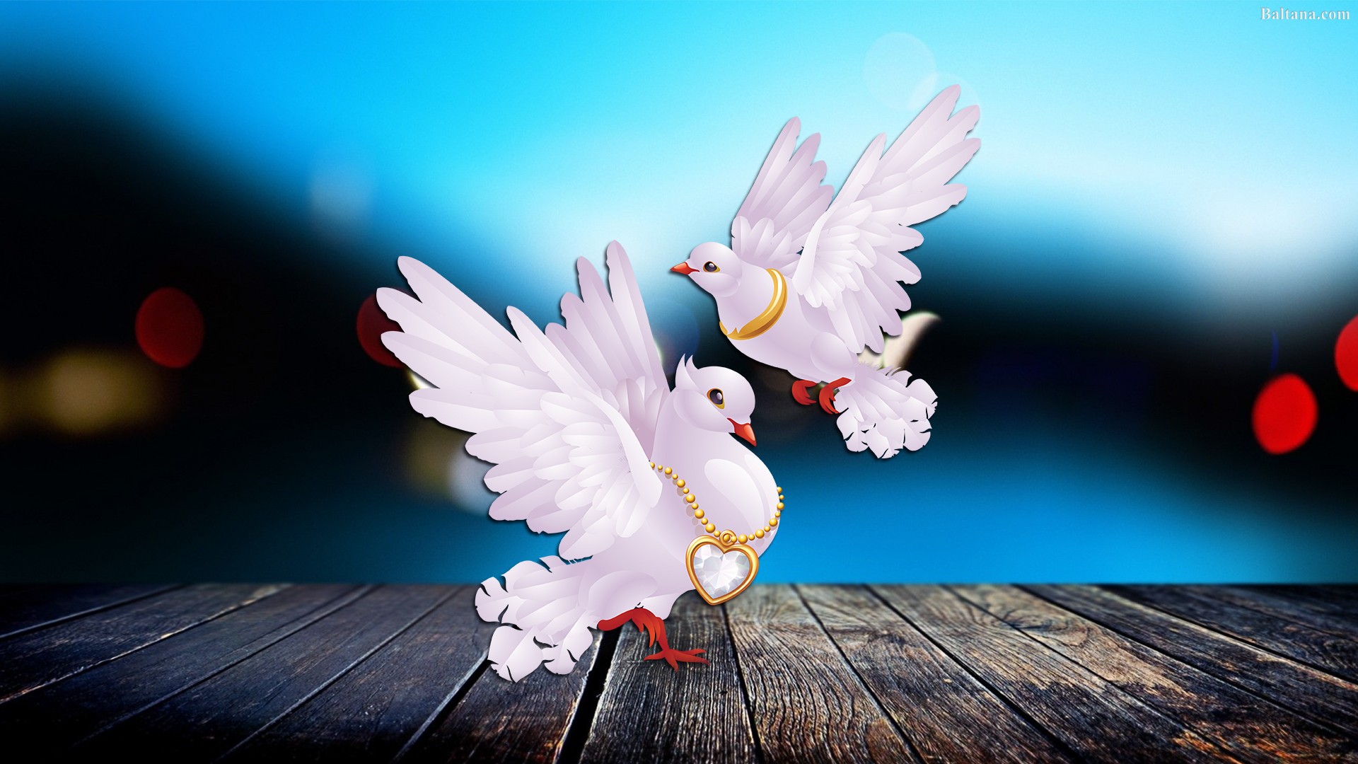 Pigeon Hd Wallpapers - Background Blur - HD Wallpaper 