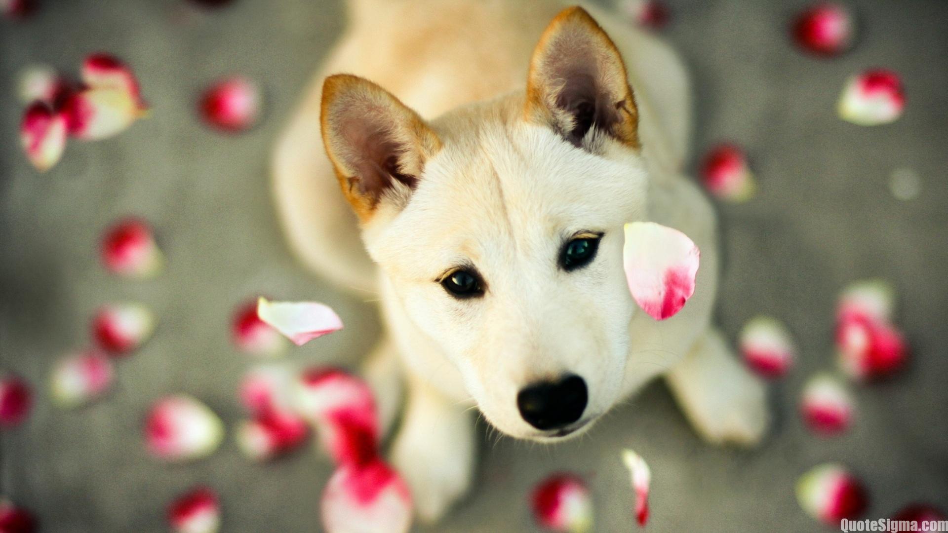Cute Wallpapers Android Apps On Google Play - Cute Dog Backgrounds - HD Wallpaper 