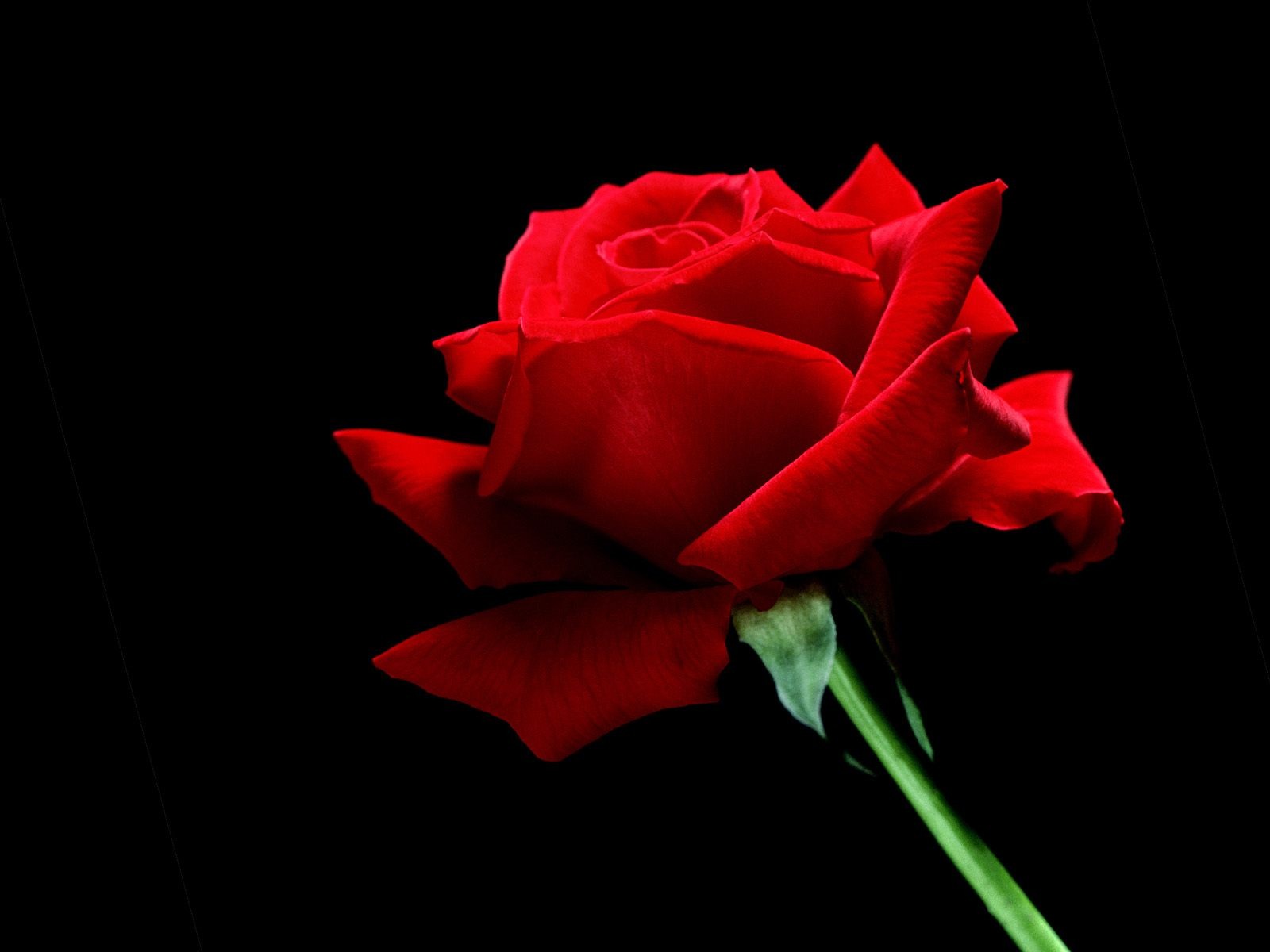 Single Red Roses Hd - HD Wallpaper 