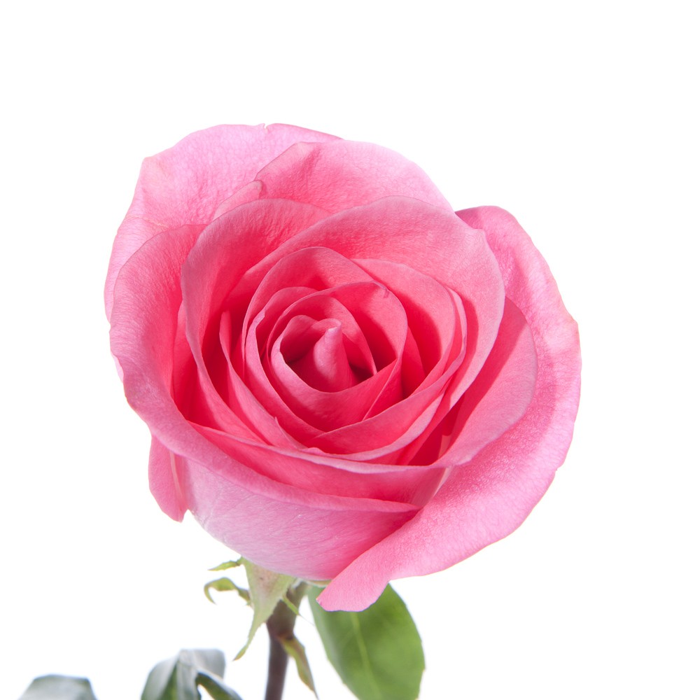 Single Pink Roses Scenic Graphy - Single Pink Rose Flower - HD Wallpaper 