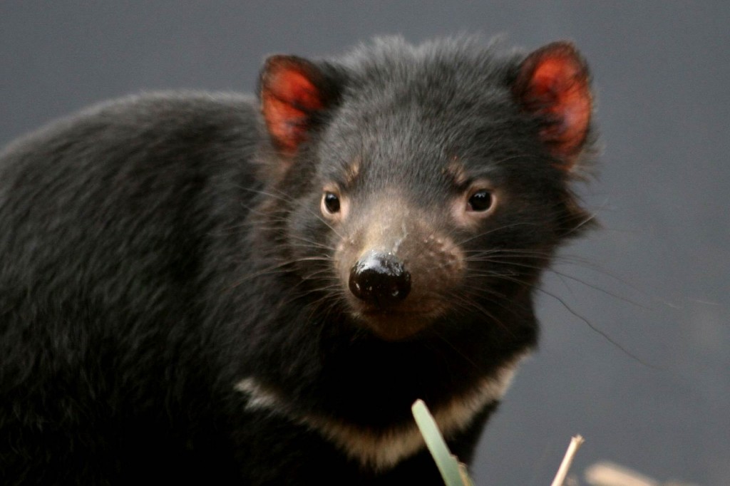Tasmanian Devil Animal Wallpaper Hd - HD Wallpaper 