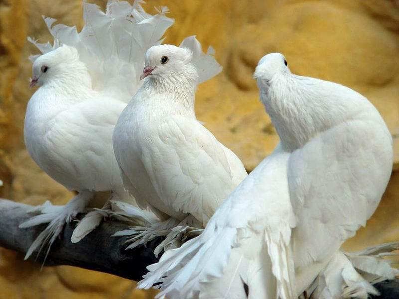 Beautiful Pigeon Images Hd - 800x600 Wallpaper Beautiful Pigeon Images Hd - 800x600 Wallpaper