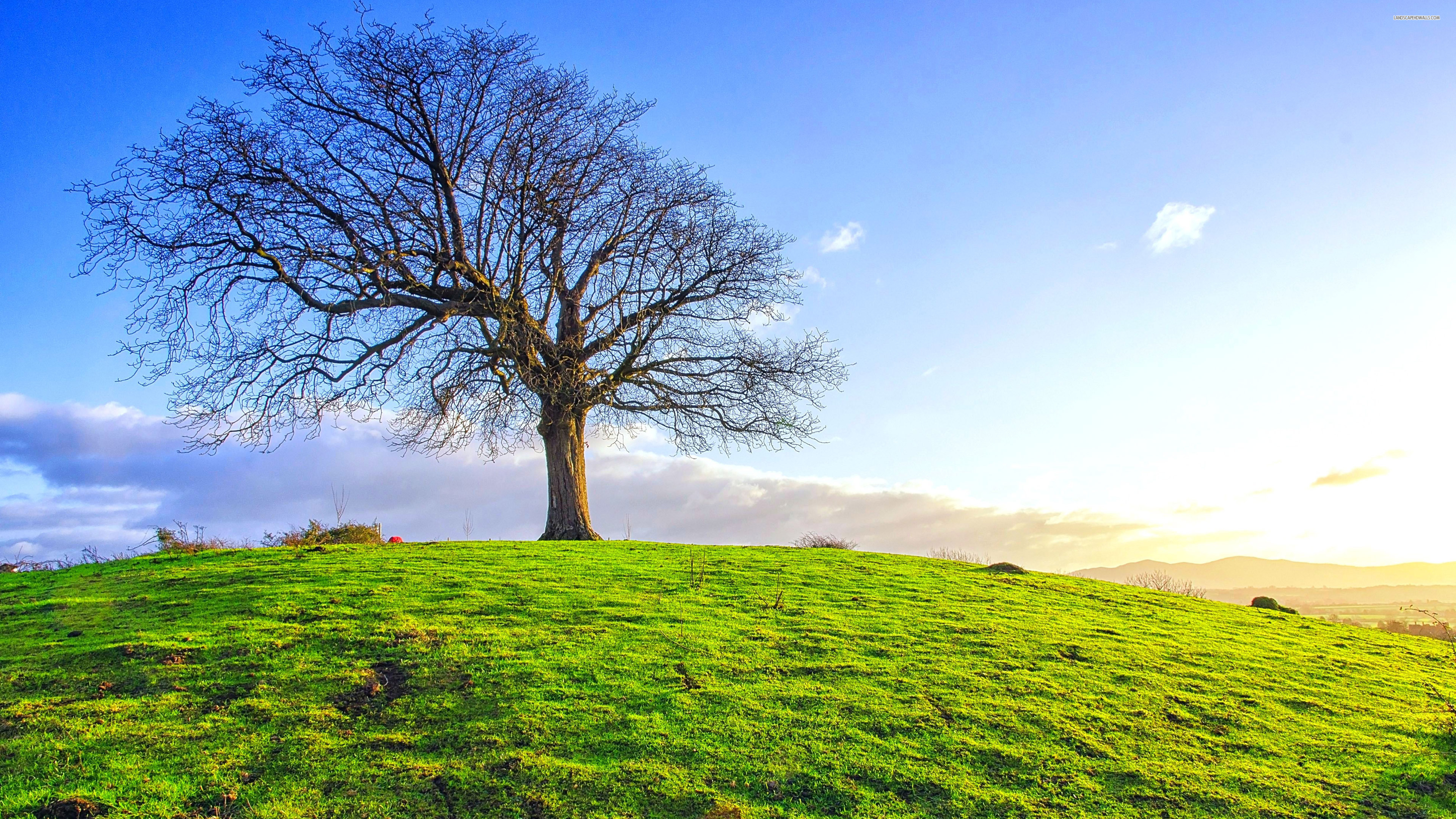 Single Tree Wallpaper Hd - HD Wallpaper 