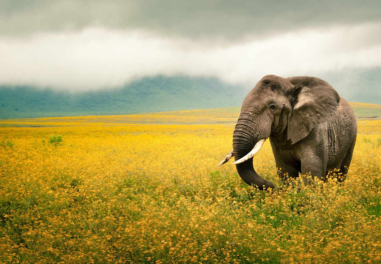 Full Screen Background Image - Elephant In Sunflower Field - HD Wallpaper 