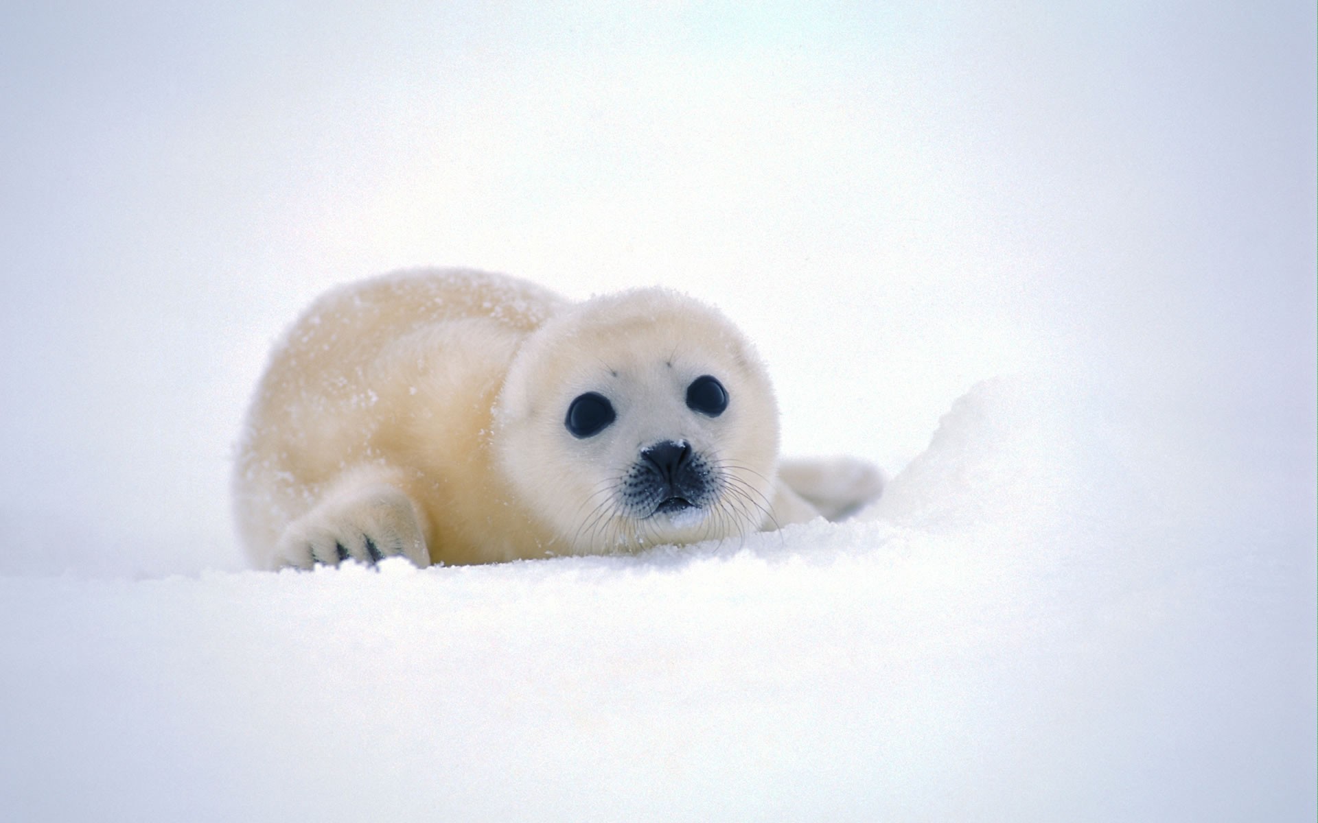 Wallpaper - Baby Animals In Antarctica - HD Wallpaper 