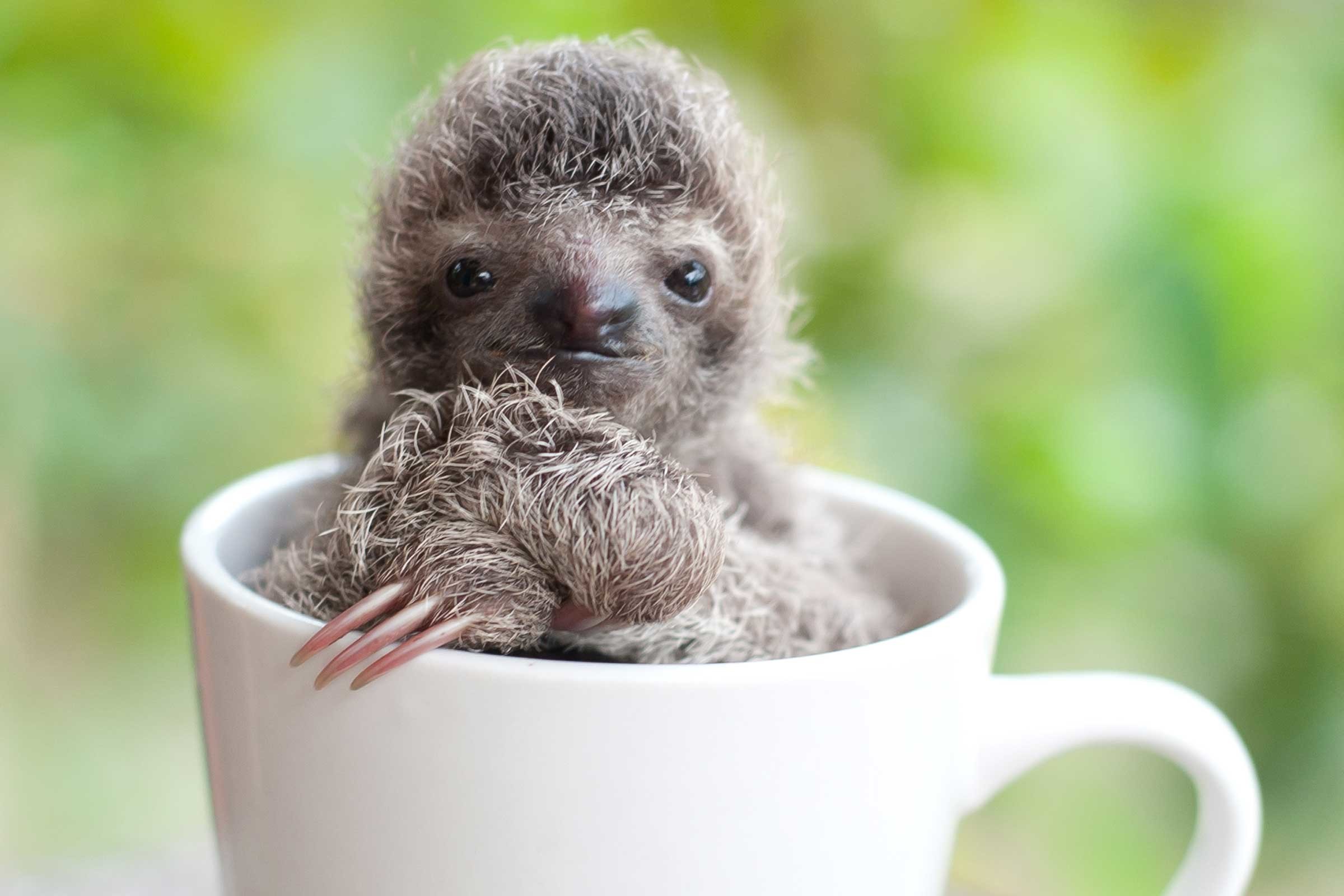 Cute Pictures Of Baby Sloths 
 Data-src - Baby Sloth In A Cup - HD Wallpaper 