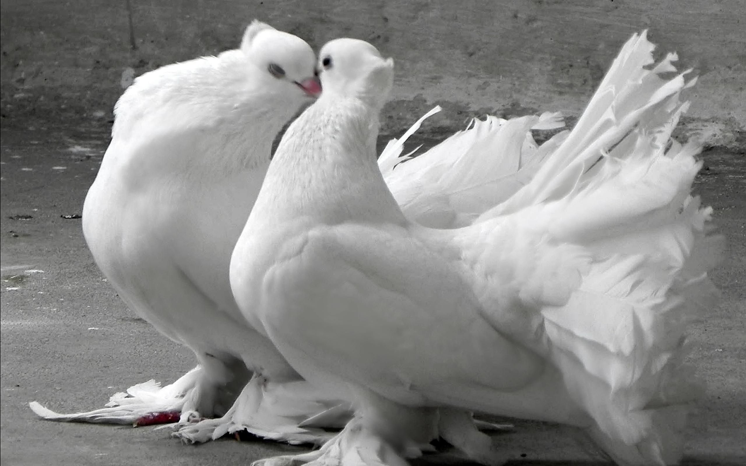 Pigeon Wallpapers Full Hd - 2560x1600 Wallpaper Pigeon Wallpapers Full Hd - 2560x1600 Wallpaper