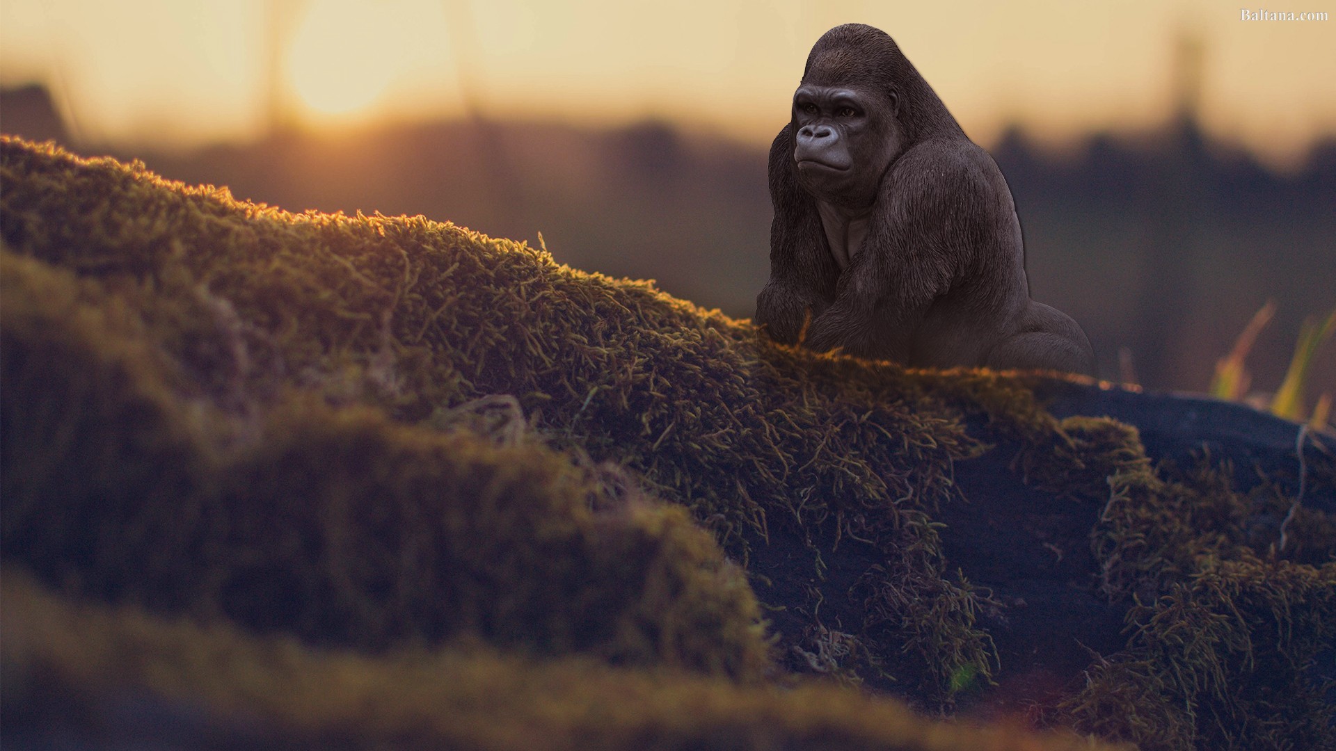 Gorilla Hd Wallpaper - Gorilla Wallpaper Hd - HD Wallpaper 