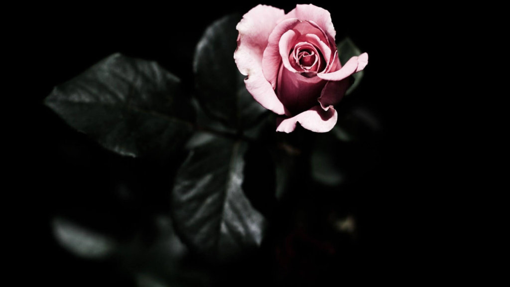 Dark Flower Wallpaper Hd - HD Wallpaper 